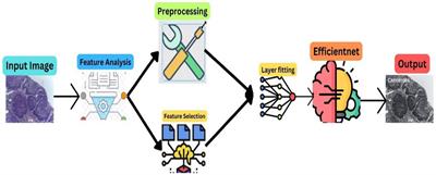 Oral squamous cell carcinoma detection using EfficientNet on histopathological images